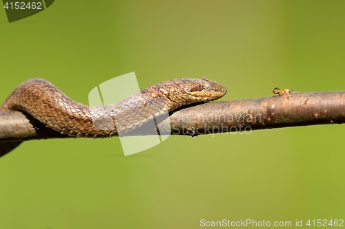 Image of smooth snake climbing on branch