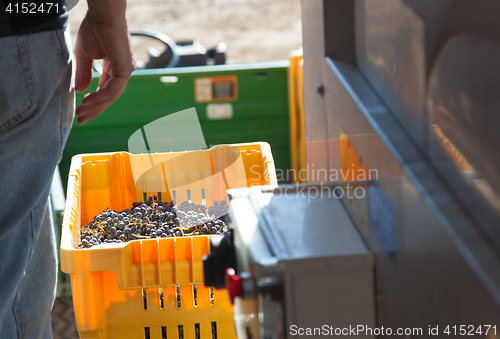 Image of Vintner Standing Next To Crate of Freshly Picked Grapes