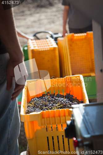 Image of Vintner Standing Next To Crate of Freshly Picked Grapes