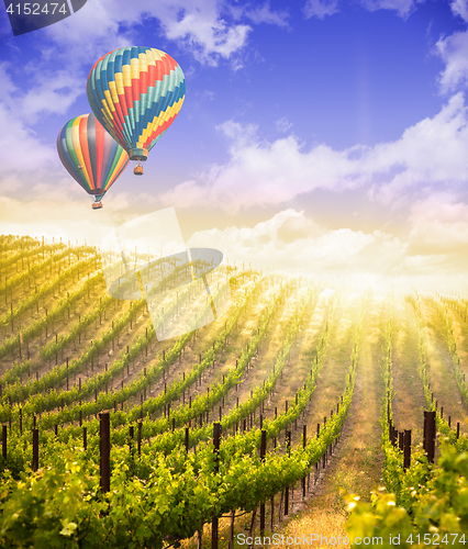 Image of Hot Air Balloons Flying Above Beautiful Green Grape Vineyard