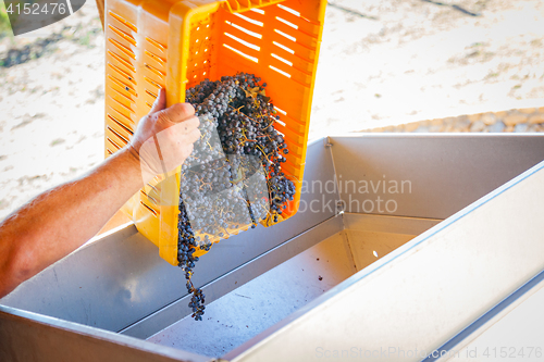 Image of Vintner Dumps Crate of Freshly Picked Grapes Into Processing Mac