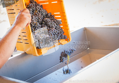 Image of Vintner Dumps Crate of Freshly Picked Grapes Into Processing Mac