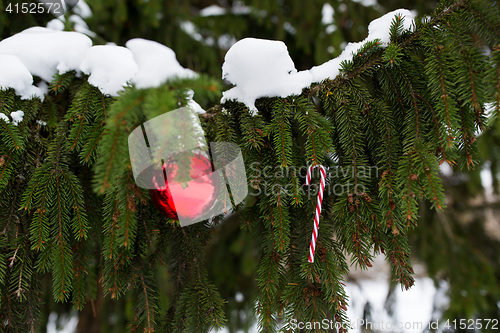 Image of candy cane and christmas ball on fir tree branch