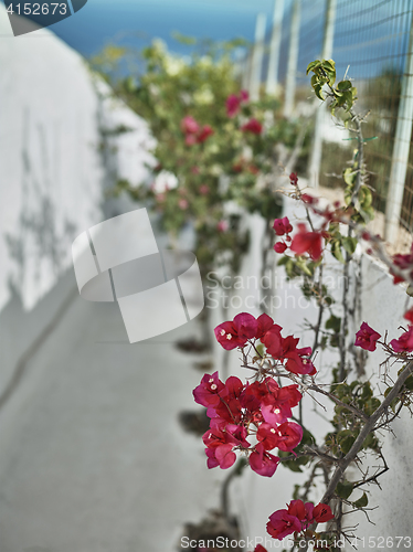 Image of Pink flowers on a brick fence at the street full of sunlight