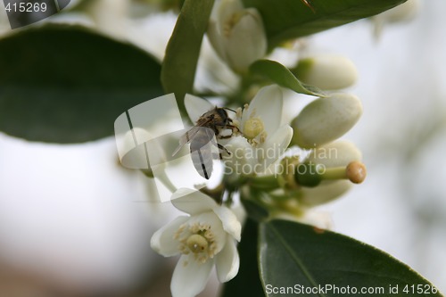 Image of Bee and flowes