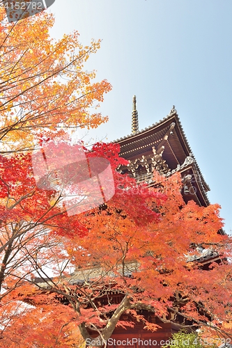 Image of Maple leaves and pagoda in Kyoto