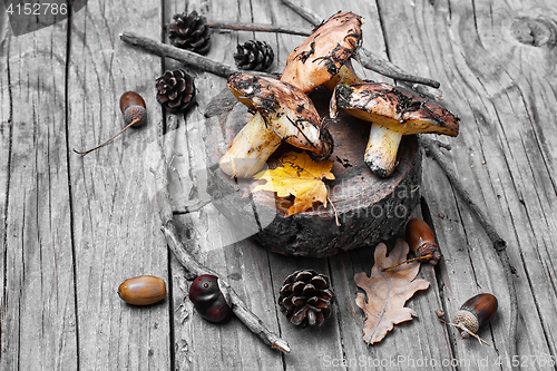 Image of harvest of autumn mushrooms