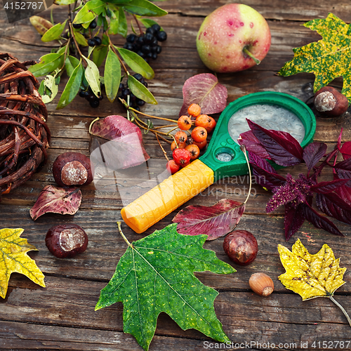 Image of October herbarium on the table