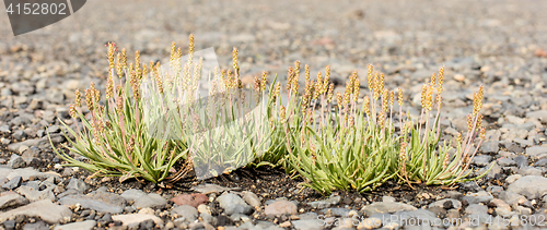 Image of Plant growing on black sand - Iceland