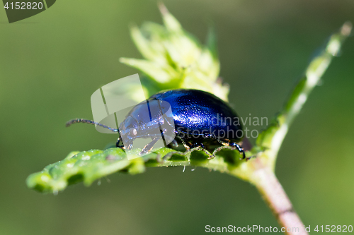 Image of Blue beetle close-up