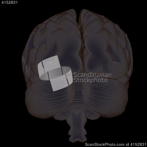 Image of 3D illustration of human brain