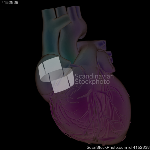 Image of Human heart and veins. 3D illustration.
