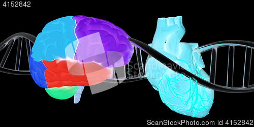 Image of DNA, brain and heart. 3d illustration