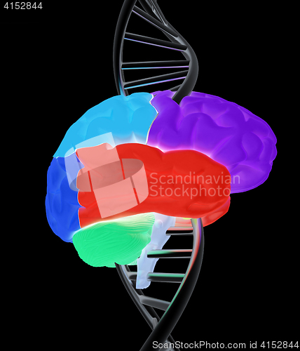 Image of Brain and dna. 3d illustration