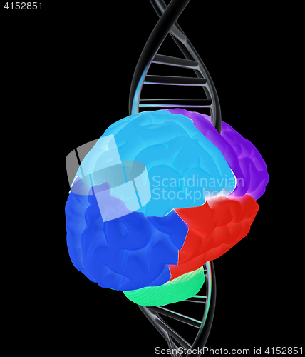 Image of Brain and dna. 3d illustration