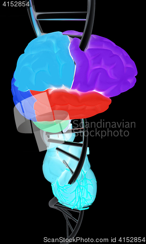 Image of DNA, brain and heart. 3d illustration