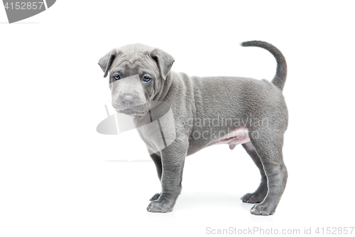 Image of Thai ridgeback puppy isolated on white