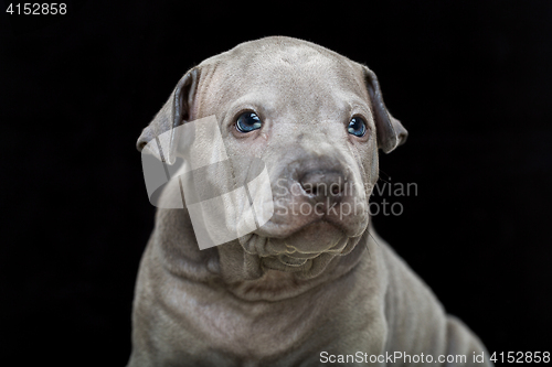 Image of Thai ridgeback puppy isolated on black