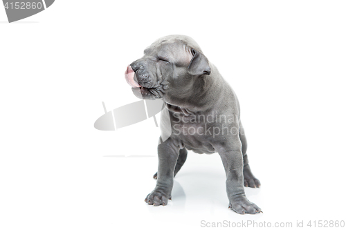 Image of Thai ridgeback puppy isolated on white