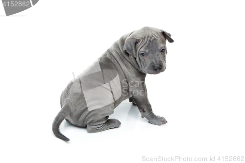 Image of Thai ridgeback puppy isolated on white