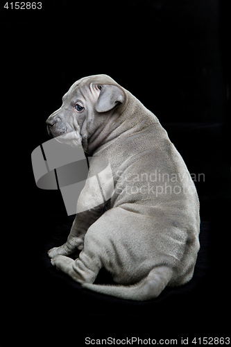 Image of Thai ridgeback puppy on black background