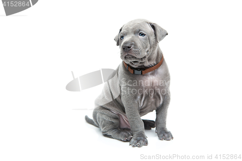 Image of Thai ridgeback puppy isolated on white