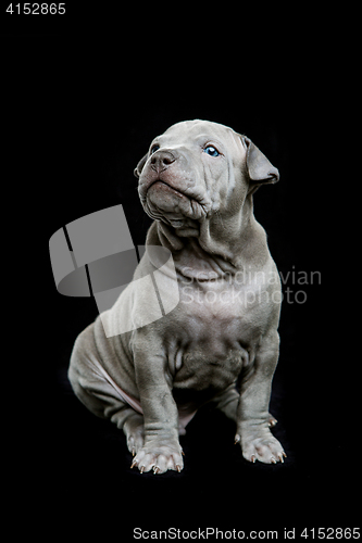 Image of Thai ridgeback puppy on black background