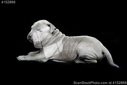 Image of Thai ridgeback puppy on black background