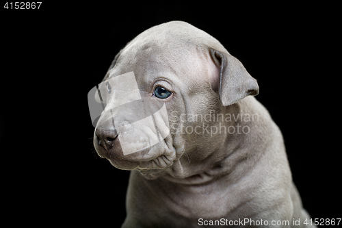 Image of Thai ridgeback puppy isolated on black