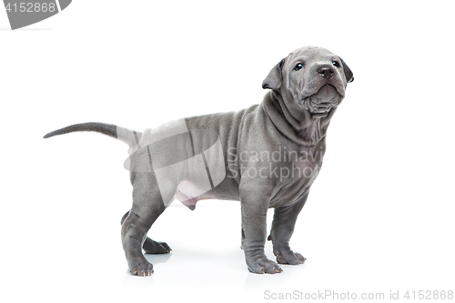 Image of Thai ridgeback puppy isolated on white