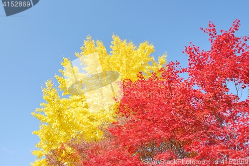 Image of Yellow ginkgo and red maple trees with a clear sky