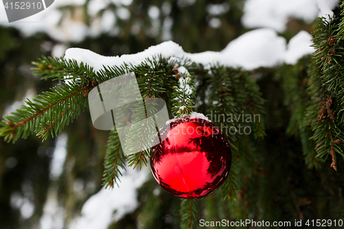 Image of red christmas ball on fir tree branch with snow