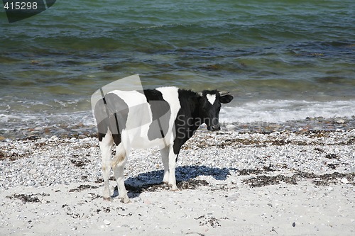 Image of Cow by the sea