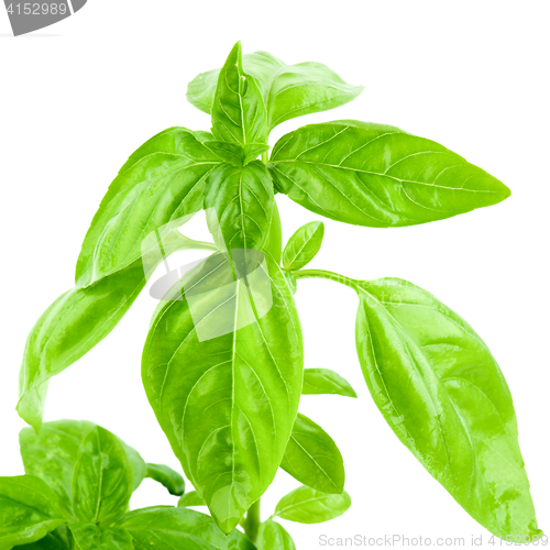 Image of Sprout of Green Basil