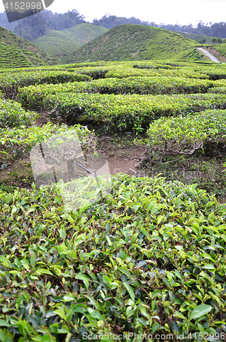 Image of Tea Plantation in the Cameron Highlands in Malaysia