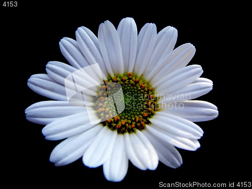 Image of White Flower on Black