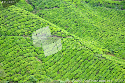 Image of Tea Plantation in the Cameron Highlands in Malaysia