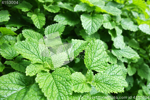 Image of Fresh peppermint plant