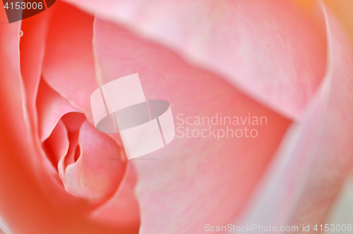 Image of Pink rose flower