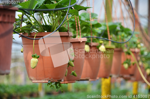 Image of Fresh and young strawberry fruits 