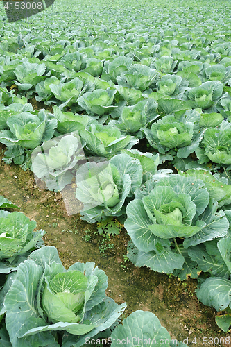 Image of Rows of grown cabbages in Cameron Highland 