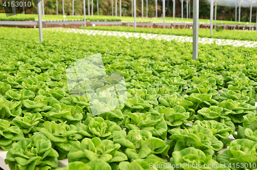 Image of Commercial greenhouse soilless cultivation of vegetables