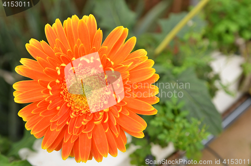 Image of Gerbera flower in a garden