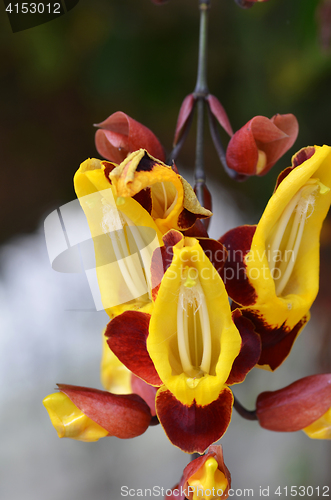 Image of Thunbergia mysorensis, also called Mysore trumpetvine