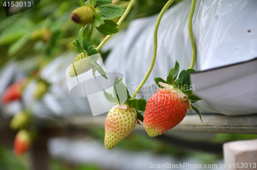 Image of Fresh strawberries that are grown in greenhouses