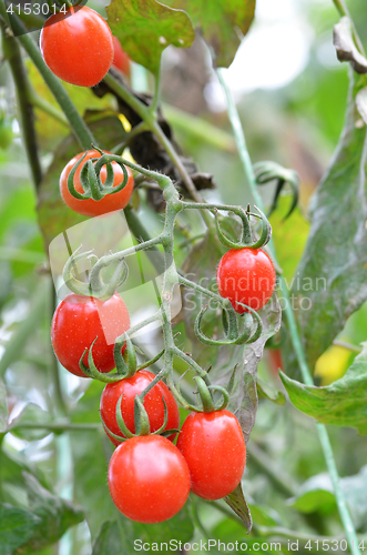 Image of Fresh red tomatoes