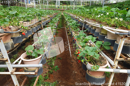 Image of Fresh strawberries that are grown in greenhouses