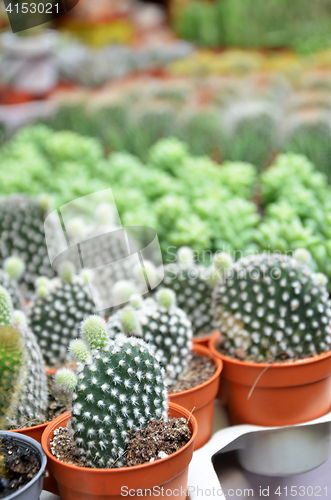 Image of Group of small cactus in the pot