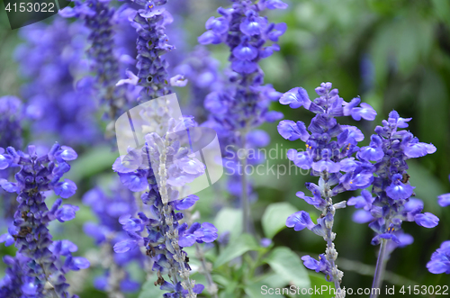 Image of Blooming blue bugleweeds Ajuga