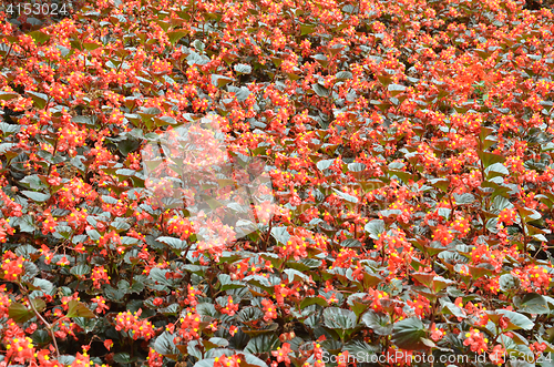 Image of Flowers begonia. Begonia is a flower of extraordinary beauty